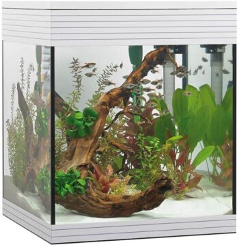 61sl6rw5hxl. ac sx679 .jpg